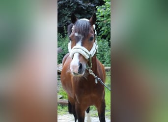 Deutsches Reitpony Mix, Wallach, 9 Jahre, 137 cm, Brauner