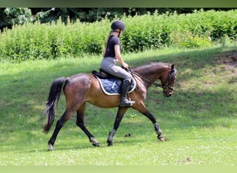 Deutsches Reitpony, Wallach, 9 Jahre, 141 cm, Brauner