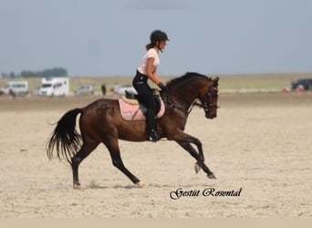 Deutsches Reitpony, Wallach, 9 Jahre, 141 cm, Brauner