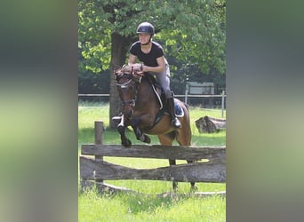 Deutsches Reitpony, Wallach, 9 Jahre, 141 cm, Brauner