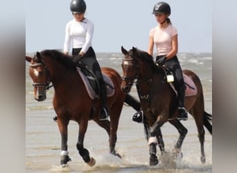 Deutsches Reitpony, Wallach, 9 Jahre, 141 cm, Brauner