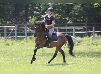 Deutsches Reitpony, Wallach, 9 Jahre, 141 cm, Brauner