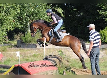 Deutsches Reitpony, Wallach, 9 Jahre, 141 cm, Brauner
