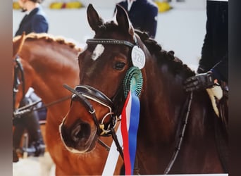 Deutsches Reitpony, Wallach, 9 Jahre, 143 cm, Dunkelbrauner