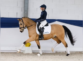 Deutsches Reitpony, Wallach, 9 Jahre, 145 cm, Falbe