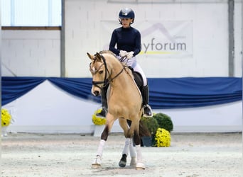 Deutsches Reitpony, Wallach, 9 Jahre, 145 cm, Falbe