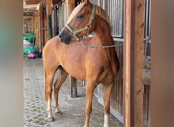 Deutsches Reitpony, Wallach, 9 Jahre, 145 cm, Fuchs