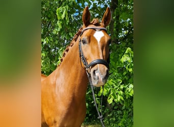 Deutsches Reitpony, Wallach, 9 Jahre, 145 cm, Fuchs
