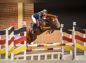 Deutsches Reitpony, Wallach, 9 Jahre, 145 cm, Fuchs