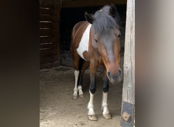 Deutsches Reitpony, Wallach, 9 Jahre, 145 cm, Schecke