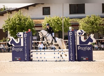 Deutsches Reitpony, Wallach, 9 Jahre, 145 cm, Schimmel
