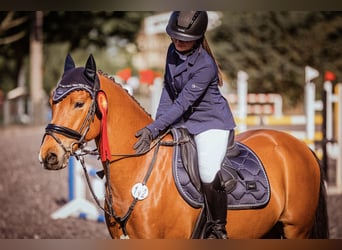 Deutsches Reitpony, Wallach, 9 Jahre, 146 cm, Brauner