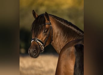 Deutsches Reitpony, Wallach, 9 Jahre, 146 cm, Dunkelbrauner