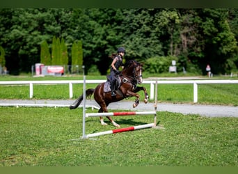 Deutsches Reitpony, Wallach, 9 Jahre, 146 cm, Dunkelfuchs