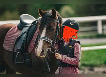 Deutsches Reitpony, Wallach, 9 Jahre, 146 cm, Dunkelfuchs