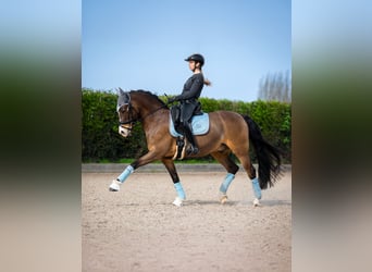 Deutsches Reitpony, Wallach, 9 Jahre, 146 cm, Falbe