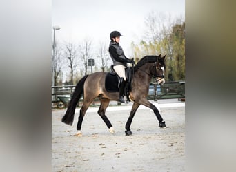 Deutsches Reitpony, Wallach, 9 Jahre, 146 cm, Falbe