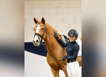 Deutsches Reitpony, Wallach, 9 Jahre, 146 cm, Fuchs