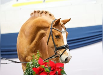 Deutsches Reitpony, Wallach, 9 Jahre, 146 cm, Fuchs