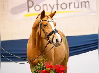 Deutsches Reitpony, Wallach, 9 Jahre, 146 cm, Fuchs