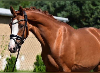Deutsches Reitpony, Wallach, 9 Jahre, 146 cm, Fuchs