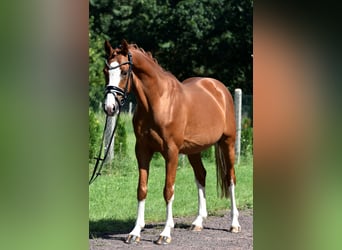 Deutsches Reitpony, Wallach, 9 Jahre, 146 cm, Fuchs