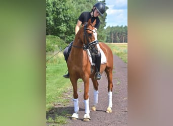Deutsches Reitpony, Wallach, 9 Jahre, 146 cm, Fuchs