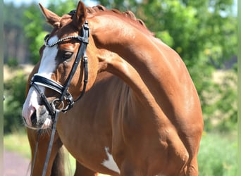 Deutsches Reitpony, Wallach, 9 Jahre, 146 cm, Fuchs