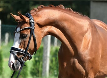 Deutsches Reitpony, Wallach, 9 Jahre, 146 cm, Fuchs