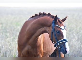 Deutsches Reitpony, Wallach, 9 Jahre, 146 cm, Fuchs