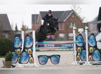 Deutsches Reitpony, Wallach, 9 Jahre, 146 cm, Rappe