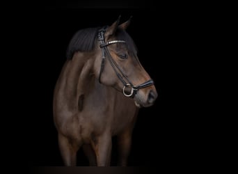 Deutsches Reitpony, Wallach, 9 Jahre, 147 cm, Dunkelbrauner