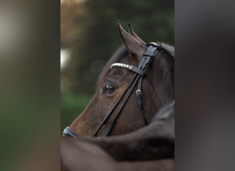 Deutsches Reitpony, Wallach, 9 Jahre, 147 cm, Dunkelbrauner