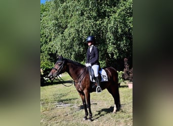 Deutsches Reitpony, Wallach, 9 Jahre, 147 cm, Dunkelbrauner