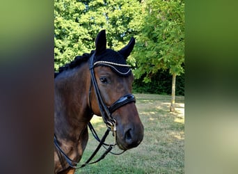 Deutsches Reitpony, Wallach, 9 Jahre, 147 cm, Dunkelbrauner