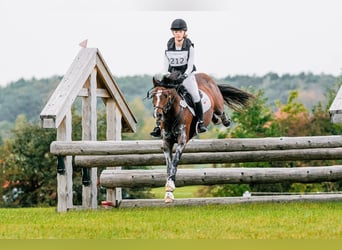 Deutsches Reitpony, Wallach, 9 Jahre, 147 cm, Dunkelbrauner