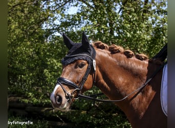 Deutsches Reitpony, Wallach, 9 Jahre, 147 cm, Fuchs