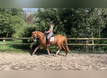 Deutsches Reitpony, Wallach, 9 Jahre, 147 cm, Fuchs