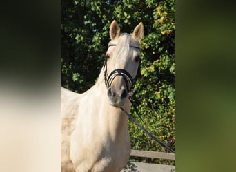 Deutsches Reitpony, Wallach, 9 Jahre, 147 cm, Palomino