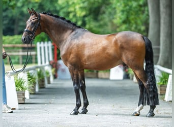 Deutsches Reitpony, Wallach, 9 Jahre, 148 cm, Brauner