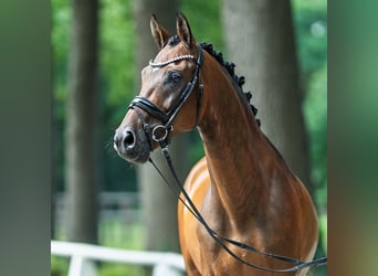 Deutsches Reitpony, Wallach, 9 Jahre, 148 cm, Brauner