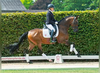 Deutsches Reitpony, Wallach, 9 Jahre, 148 cm, Brauner