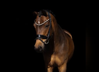 Deutsches Reitpony, Wallach, 9 Jahre, 148 cm, Brauner