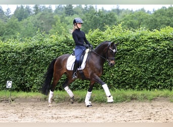 Deutsches Reitpony, Wallach, 9 Jahre, 148 cm, Brauner