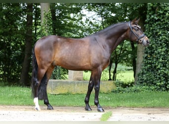 Deutsches Reitpony, Wallach, 9 Jahre, 148 cm, Brauner
