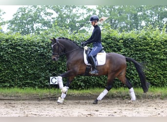 Deutsches Reitpony, Wallach, 9 Jahre, 148 cm, Brauner