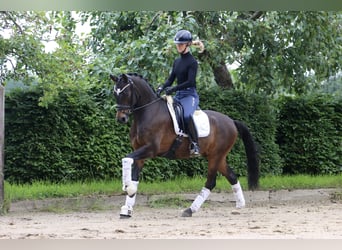 Deutsches Reitpony, Wallach, 9 Jahre, 148 cm, Brauner