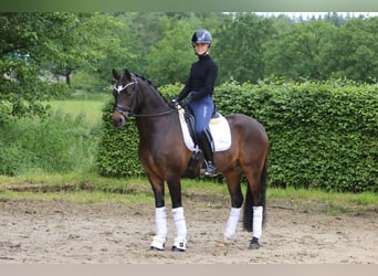 Deutsches Reitpony, Wallach, 9 Jahre, 148 cm, Brauner