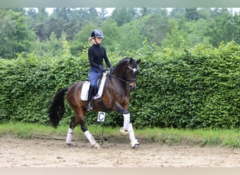 Deutsches Reitpony, Wallach, 9 Jahre, 148 cm, Brauner