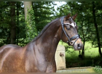 Deutsches Reitpony, Wallach, 9 Jahre, 148 cm, Brauner